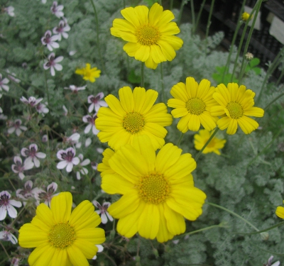 Anthemis marschalliana